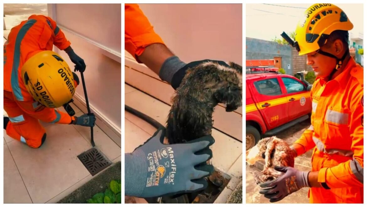 moradora-ouve-miados-e-bombeiros-resgatam-gato-da-rede-de-esgoto-de-casa,-em-salinas