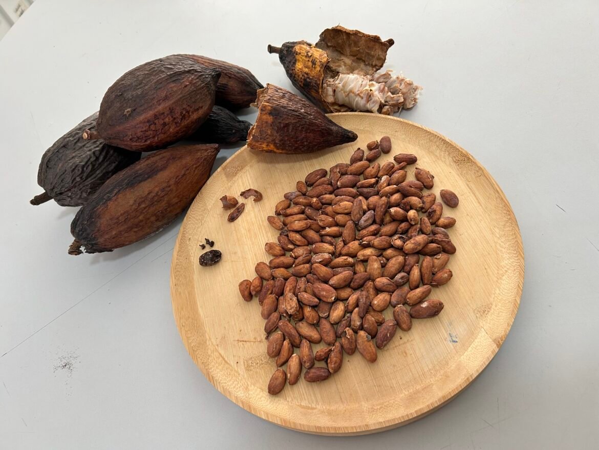 governo-suspende-importacao-de-cacau-da-costa-do-marfim-|-g1