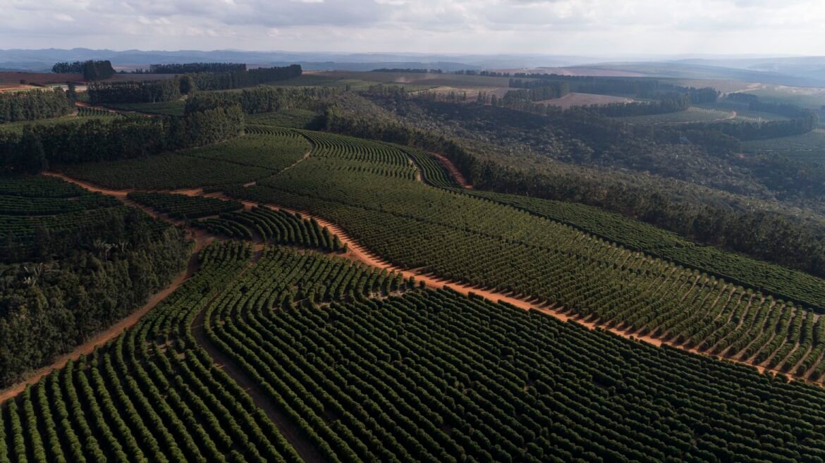cafes-da-chapada-de-minas-conquistam-selo-de-indicacao-geografica