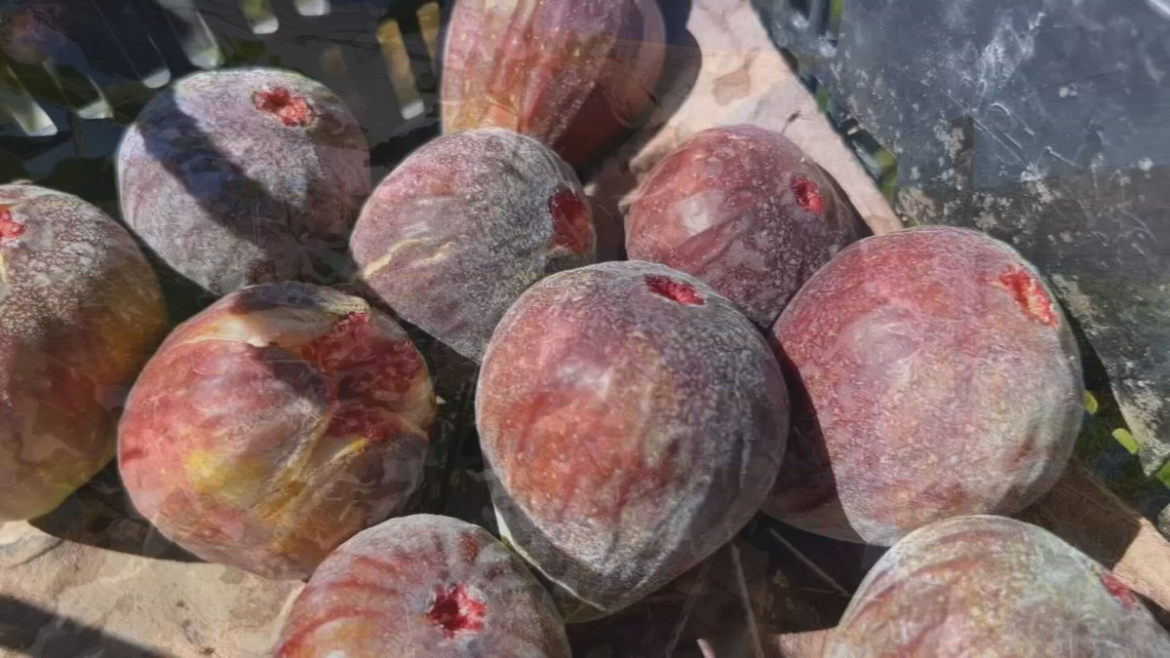 plantio-de-figo-atrai-produtores-do-sudoeste-de-sp-|-g1