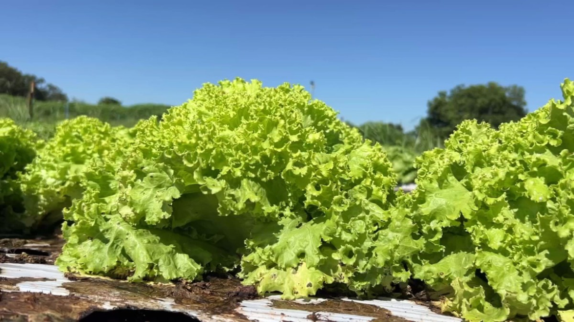 calor-pode-comprometer-producao-de-alface-em-muitas-regioes-|-g1