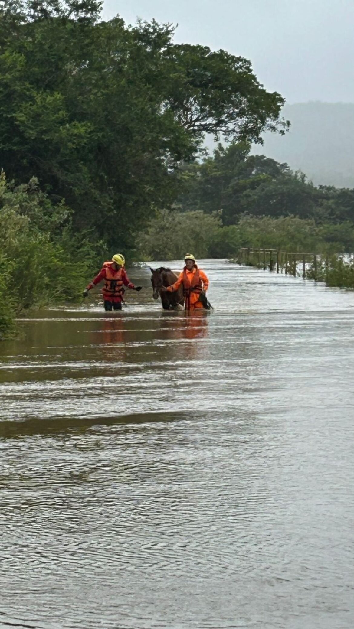 video-mostra-bombeiros-andando-com-agua-acima-dos-joelhos-para-resgatar-cavalo-ilhado-em-mg