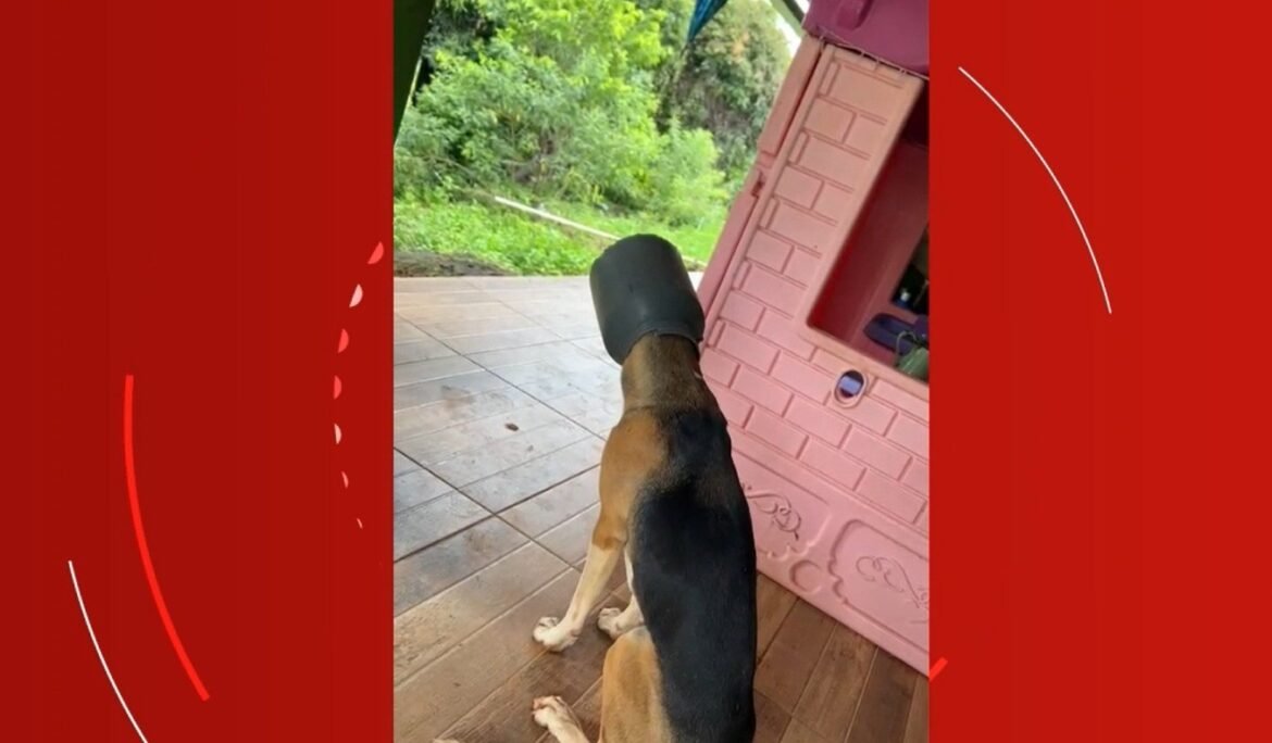 video:-cachorro-fica-com-leiteira-presa-na-cabeca-e-precisa-de-ajuda-dos-bombeiros-em-mg