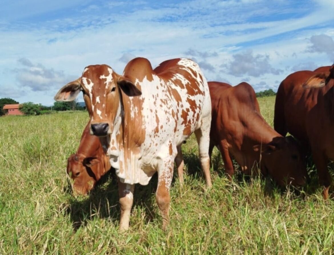 grupo-que-invadiu-fazenda-e-matou-boi-avaliado-em-r$-200-mil-para-vender-a-carne-e-alvo-da-policia-no-norte-de-mg