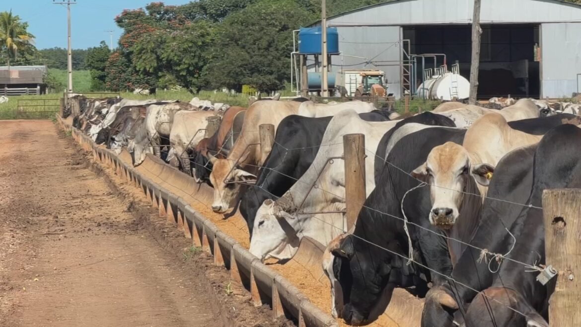 oferta-de-bezerros-diminui-e-custos-aumentam-para-pecuaristas-|-g1