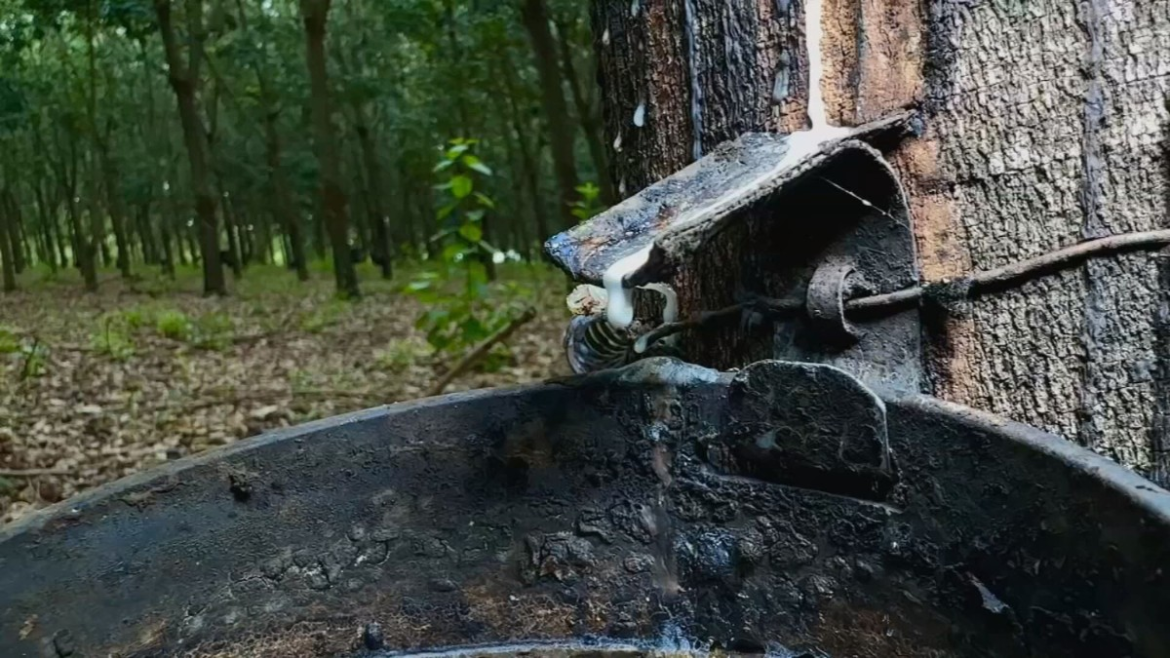 excesso-de-chuva-atrapalha-producao-de-latex-no-oeste-paulista-|-g1