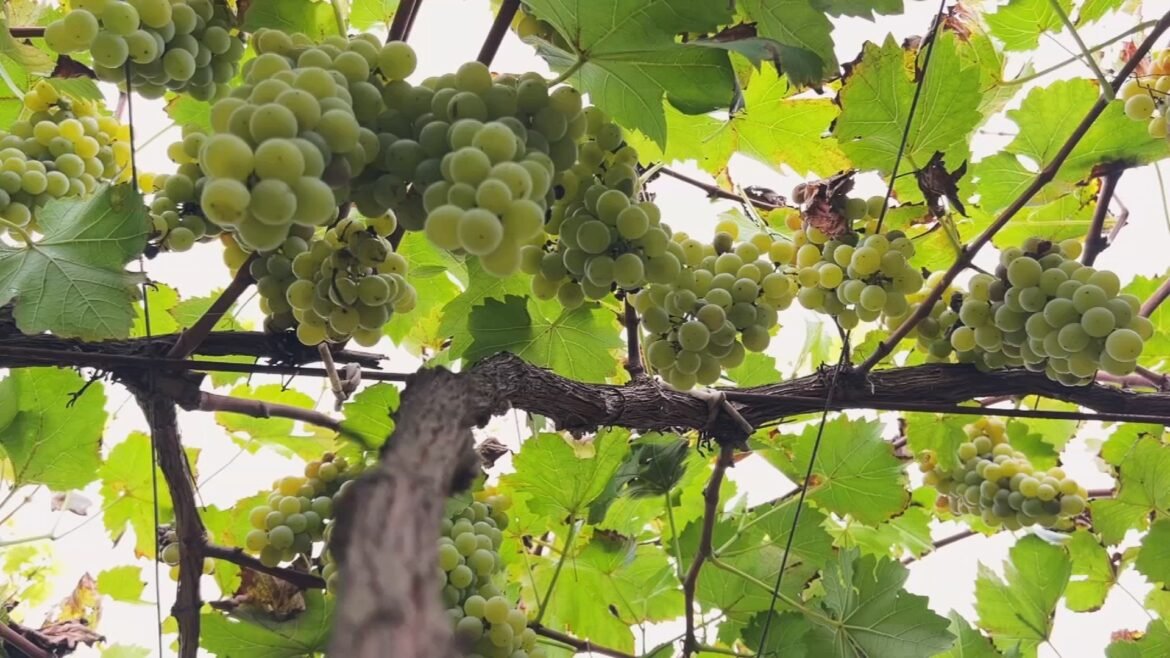 uva-lorena-e-uma-das-preferidas-de-produtores-de-vinho-de-sao-roque-|-g1