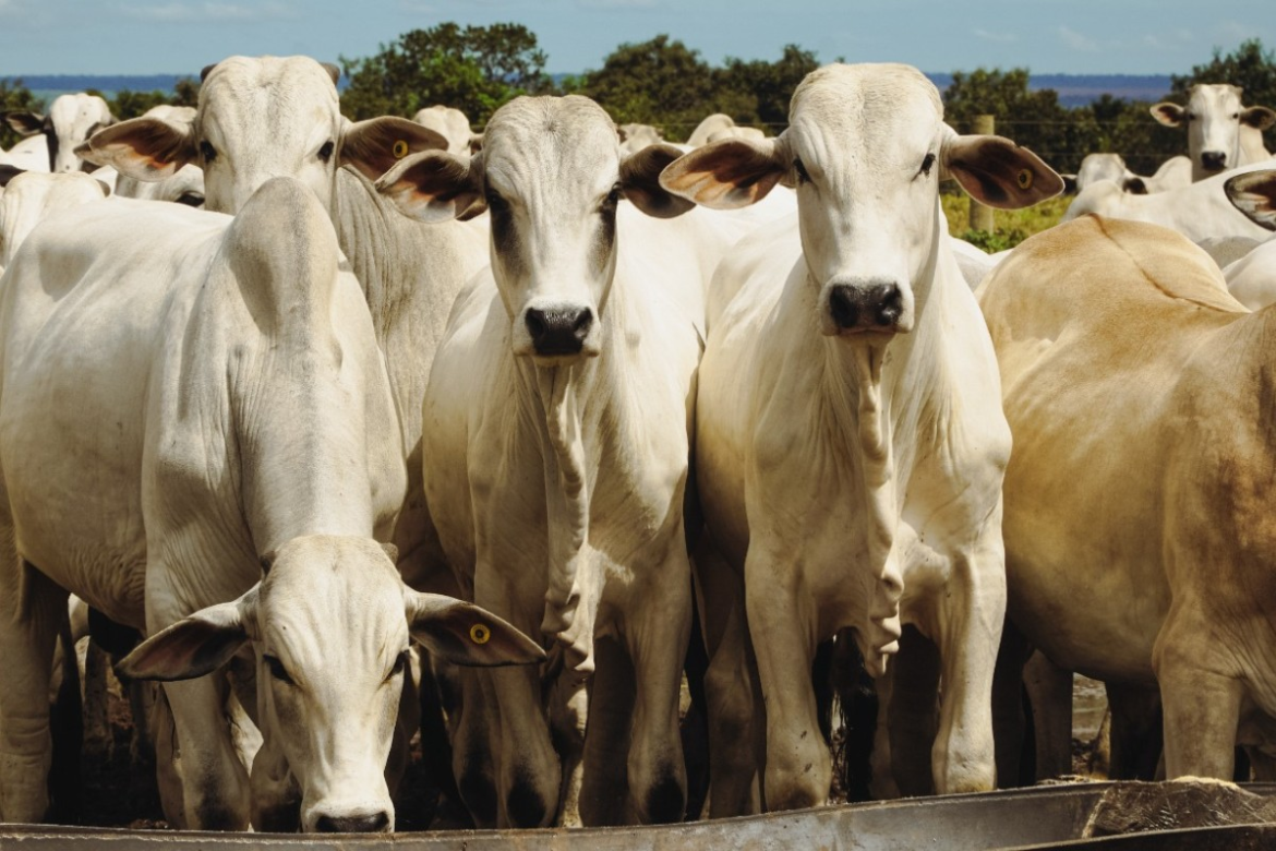 pedidos-de-recuperacao-judicial-no-agro-aumentaram-56,4%-em-2025,-diz-serasa-|-g1