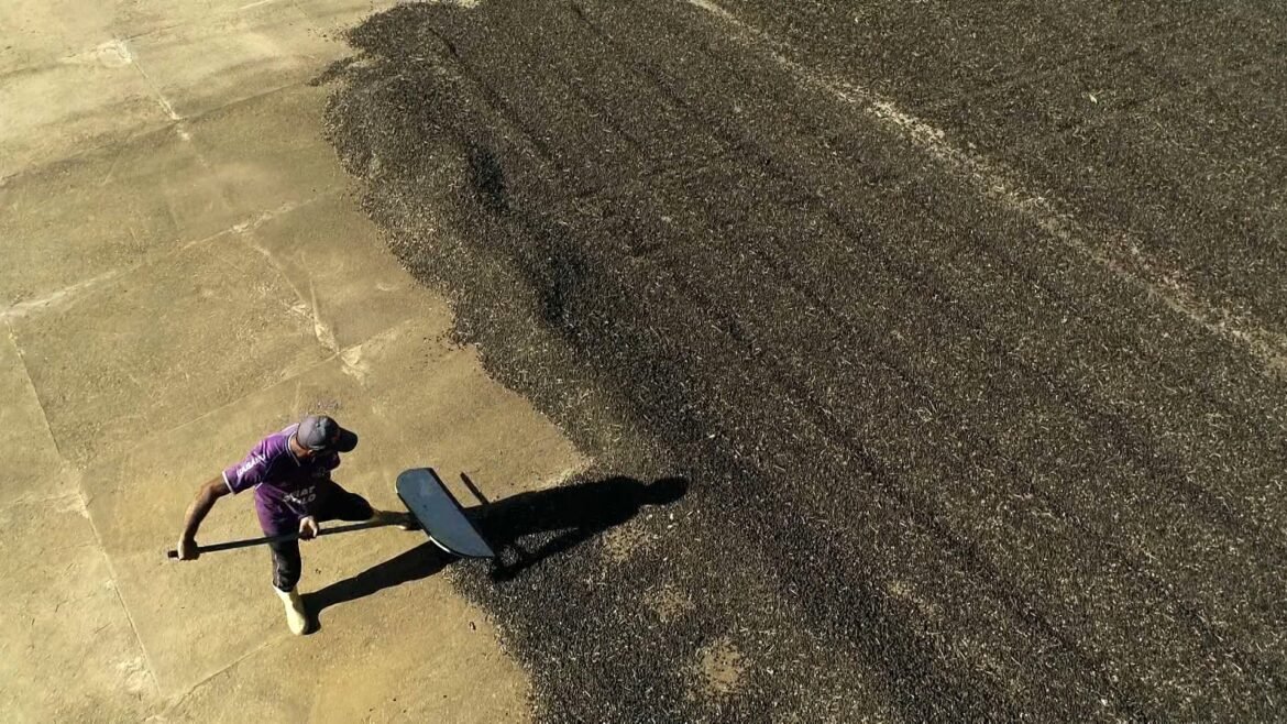 carteira-assinada-para-colher-cafe-reduz-exploracao-e-nao-tira-auxilio-|-g1