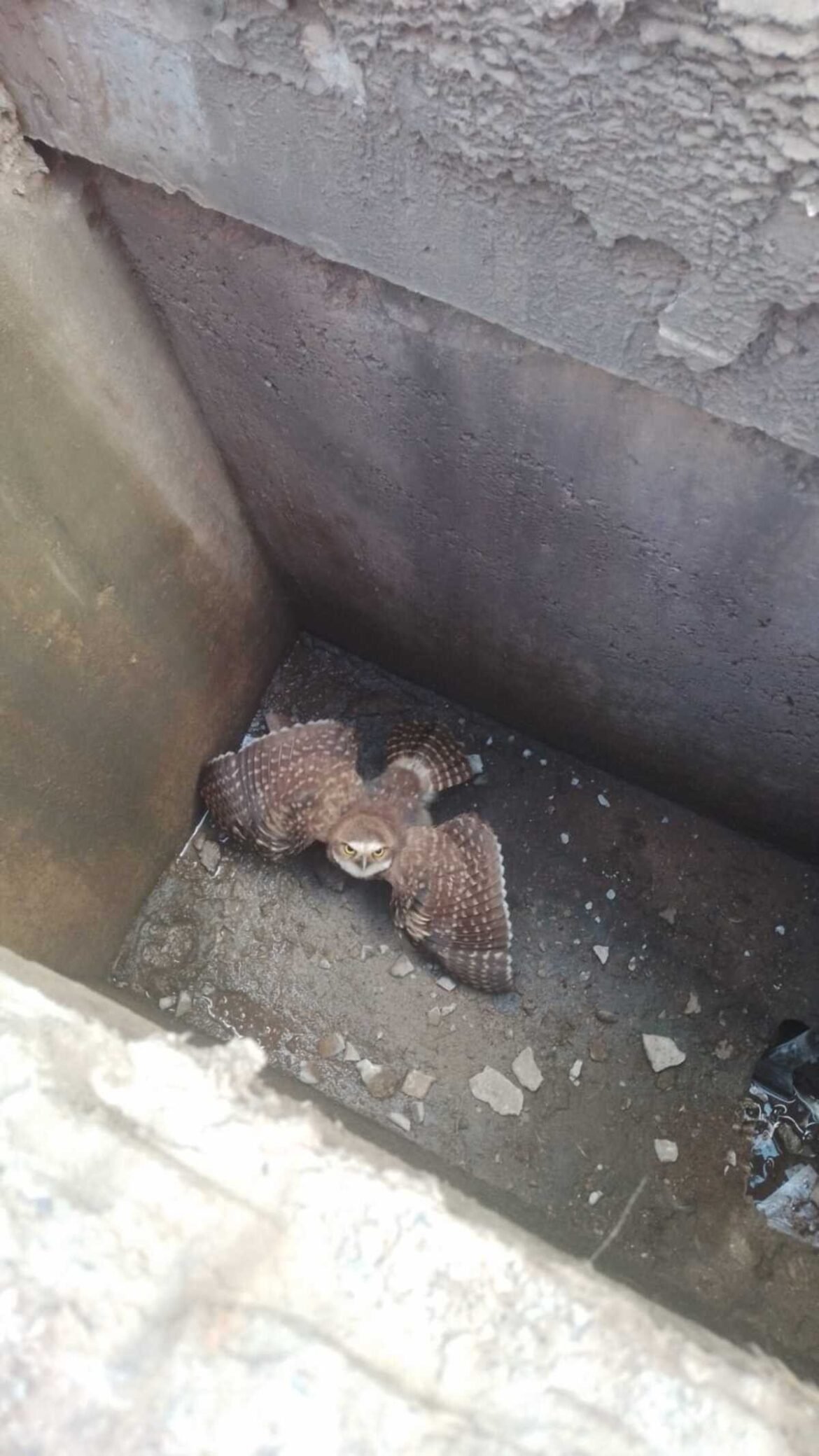 bombeiros-resgatam-filhote-de-coruja-buraqueira-preso-em-bueiro-de-supermercado-em-mg;-video