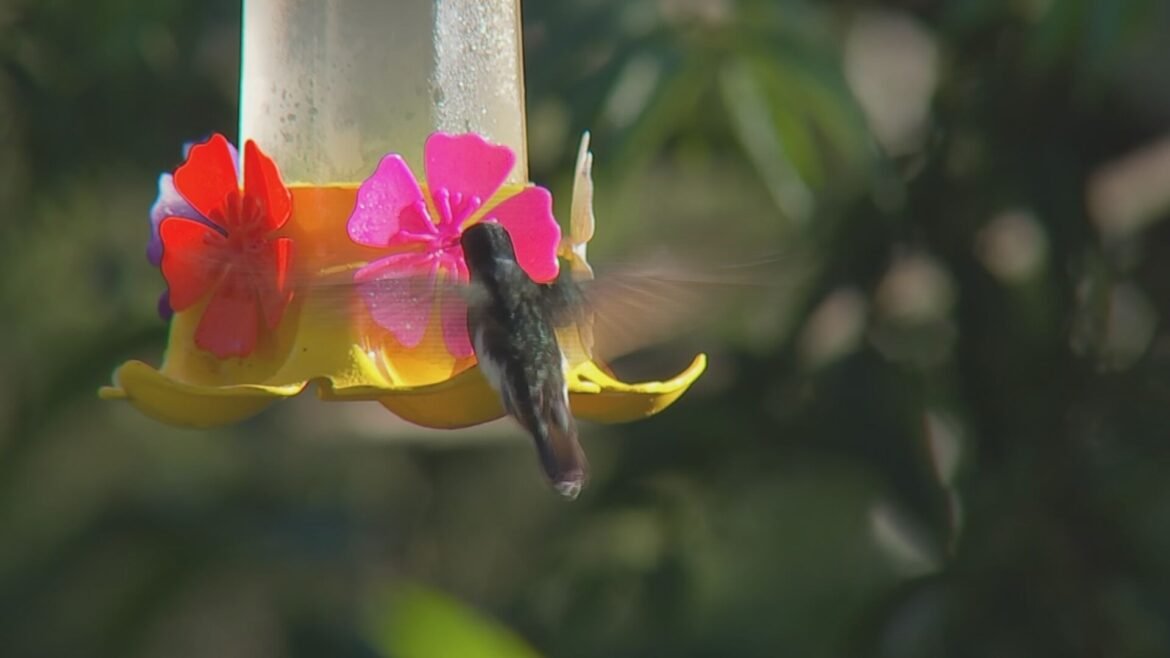 observacao-de-aves-atrai-turistas-e-familias-para-a-regiao-de-piedade-|-g1