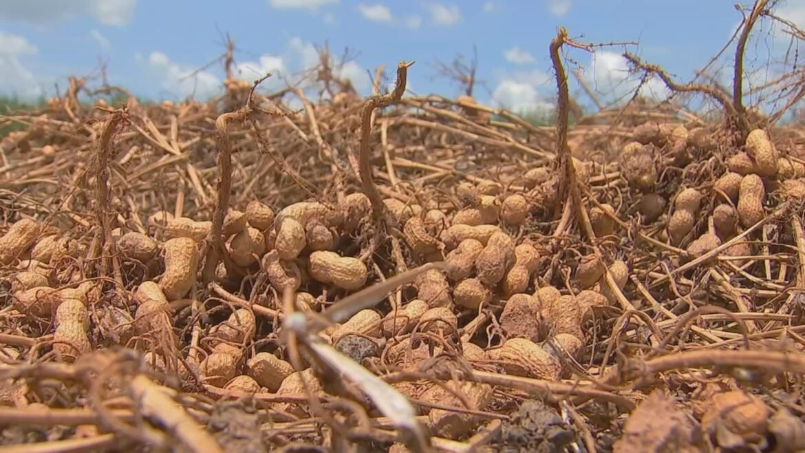 apos-estiagem-em-2025,-produtores-de-amendoim-veem-recuperacao-na-safra-atual-|-g1