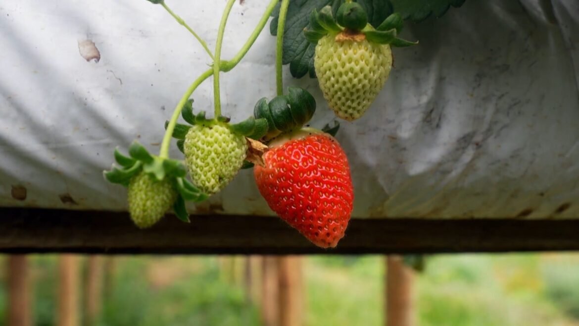 morango-importado-do-egito-derruba-precos-e-preocupa-produtores-no-es-|-g1