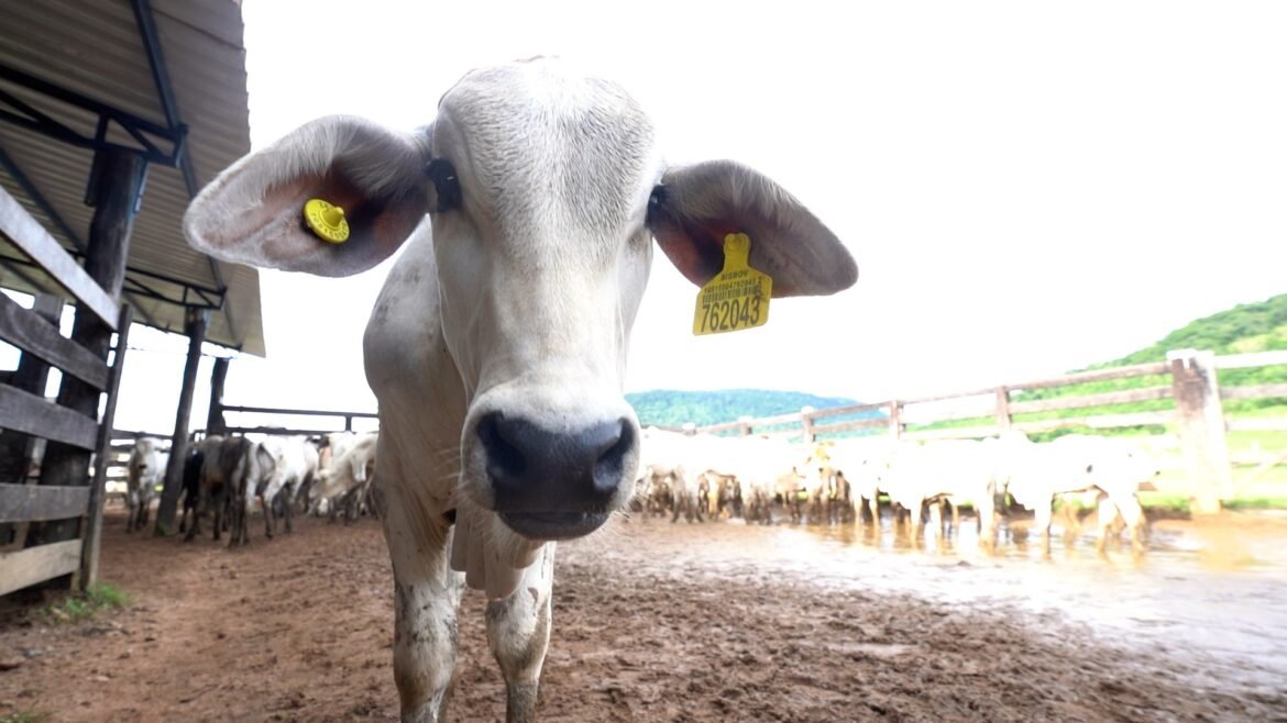 brasil-registra-maior-abate-de-bovinos-da-historia-|-g1