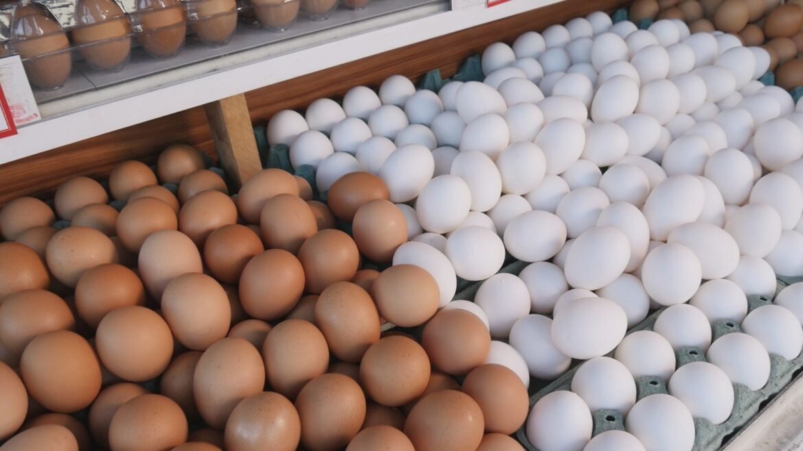 como-melhorar-a-producao-de-ovos-e-frango-caipira?-veja-dicas-|-g1