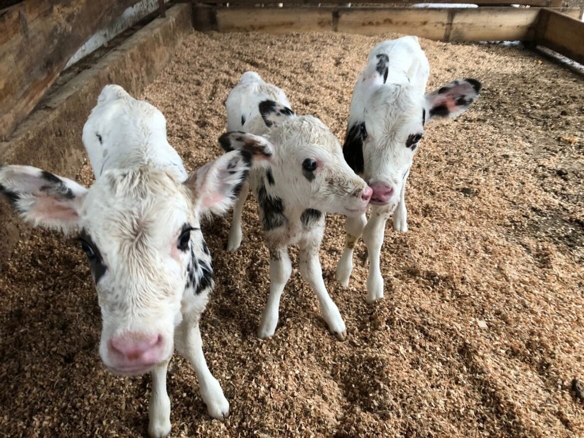 como-fazendas-estao-reduzindo-a-mortalidade-de-bezerras-no-brasil-|-g1