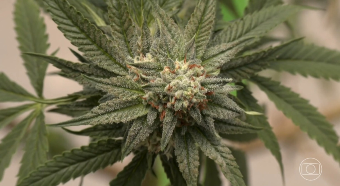 maconha-cresce,-cocaina-e-crack-se-estabilizam:-como-os-brasileiros-aumentaram-o-consumo-de-drogas-nos-ultimos-11-anos