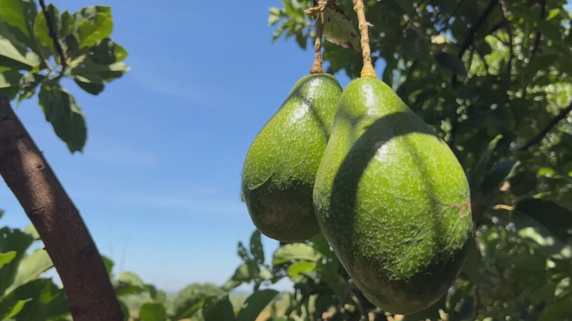 produtores-comemoram-safra-recorde-de-abacate-em-tupa-apos-perdas-no-ano-passado-|-g1