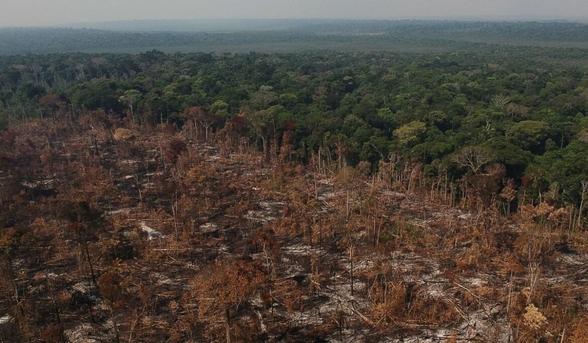 producao-de-carne-bovina-gera-40%-da-destruicao-florestal-ligada-ao-agro;-brasil-lidera-ranking-|-g1