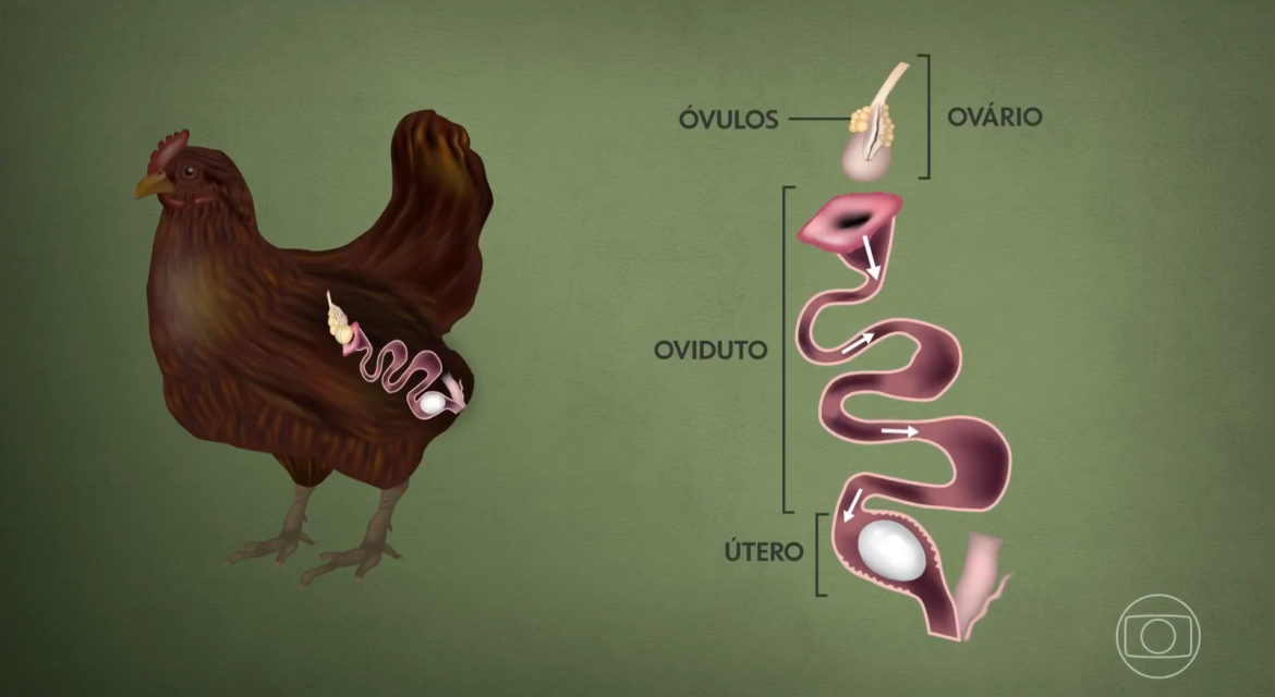 galinha-leva-25-horas-para-produzir-um-ovo;-entenda-o-processo-|-g1