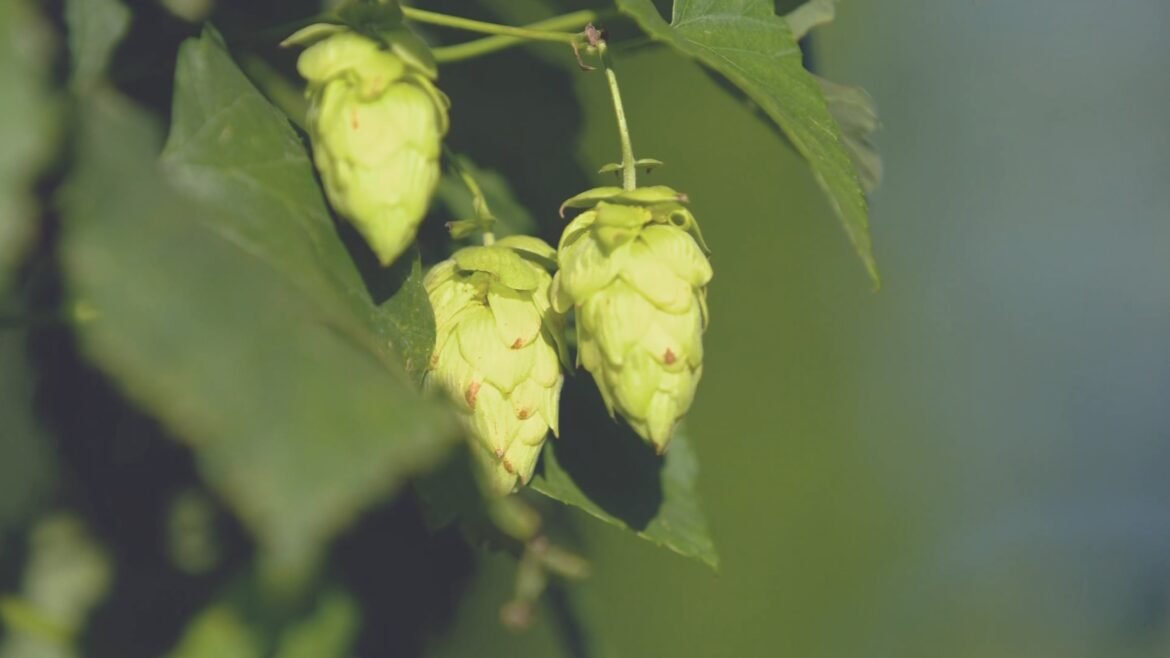 governo-zera-imposto-de-importacao-de-remedios-para-diabetes-e-outros-|-g1