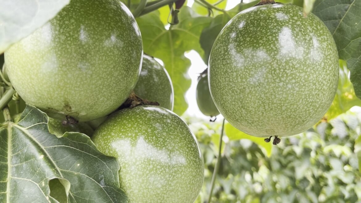 veja-como-combater-as-principais-pragas-e-doencas-do-maracuja-|-g1