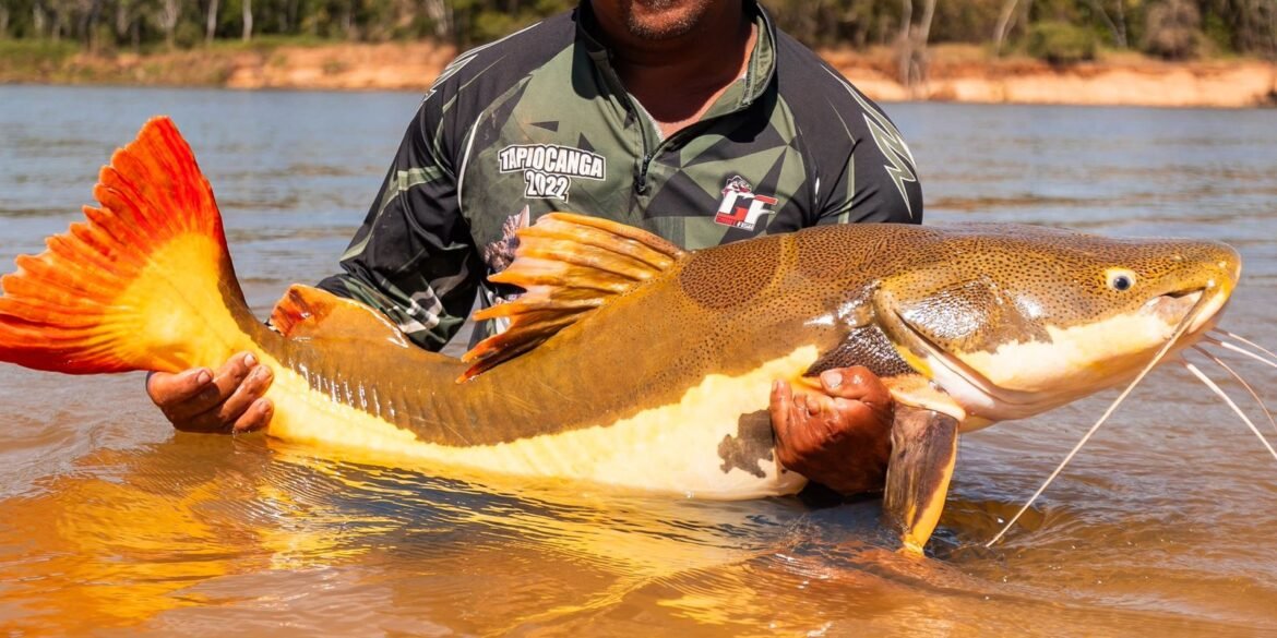 cop15-aprova-maior-protecao-de-bagres-gigantes-da-amazonia-e-ariranhas