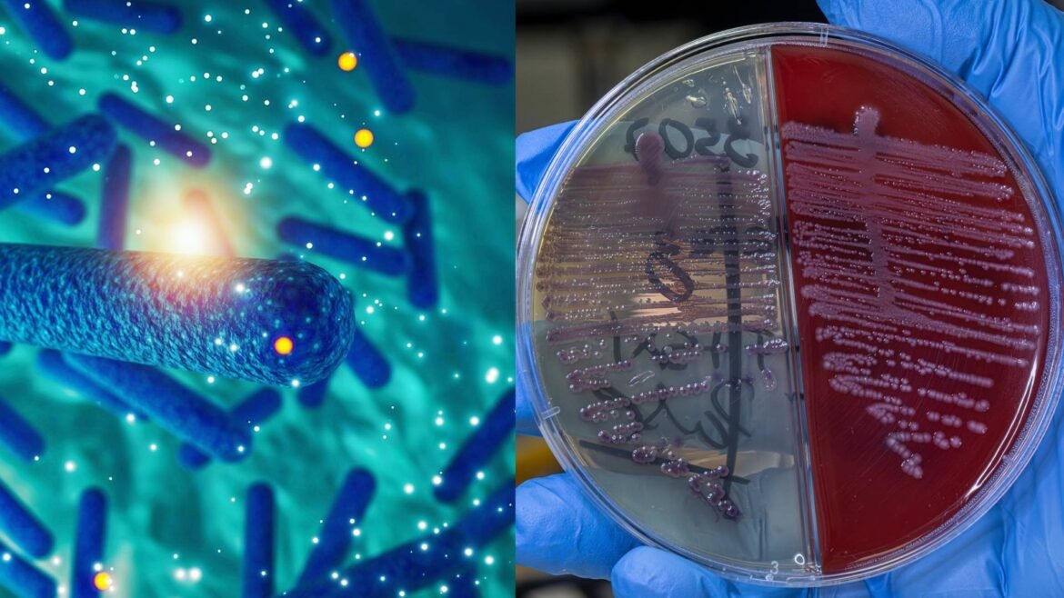 surto-na-pb:-pizza-com-bacterias-comuns-causa-morte-e-mais-de-100-casos-de-intoxicacao-alimentar;-saiba-como-se-proteger