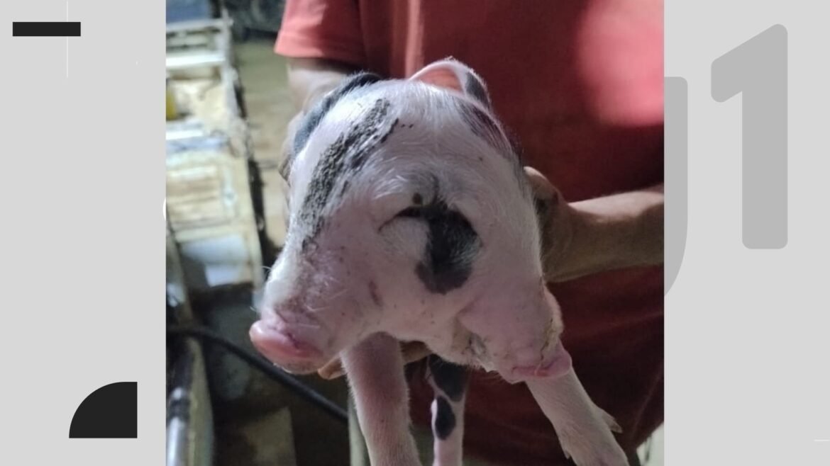 video:-porco-nasce-com-‘duas-faces’-em-propriedade-rural;-caso-e-raro-|-g1