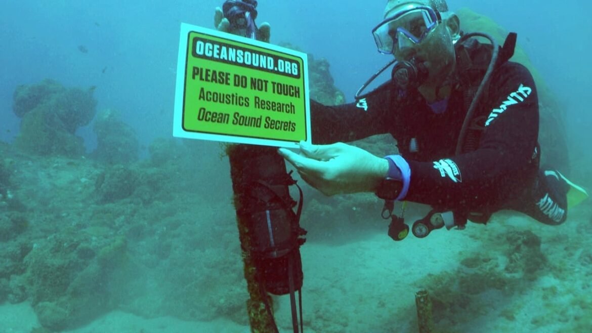 pesquisadores-estudam-interferencia-de-ruidos-de-fernando-de-noronha-no-comportamento-de-golfinhos