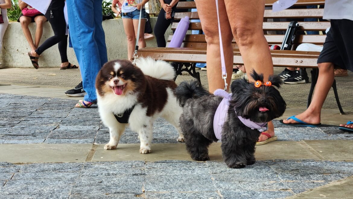 senado-aprova-projeto-que-define-regras-para-guarda-compartilhada-de-pets-em-caso-de-divorcio