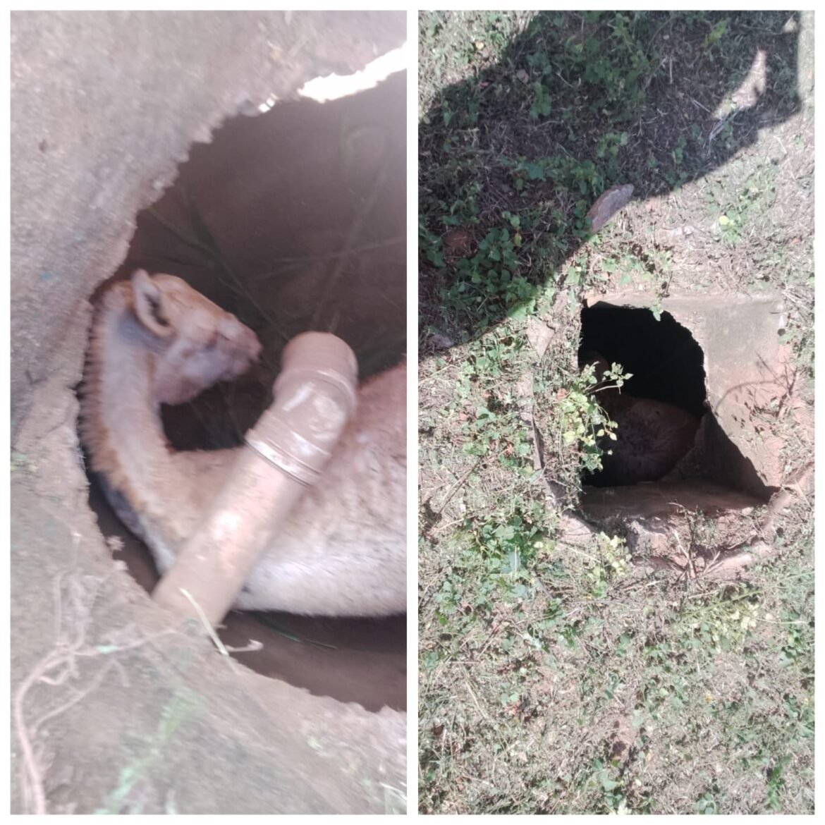 bombeiros-e-policiais-penais-resgatam-jumento-que-caiu-em-bueiro-em-frente-a-presidio-em-francisco-sa