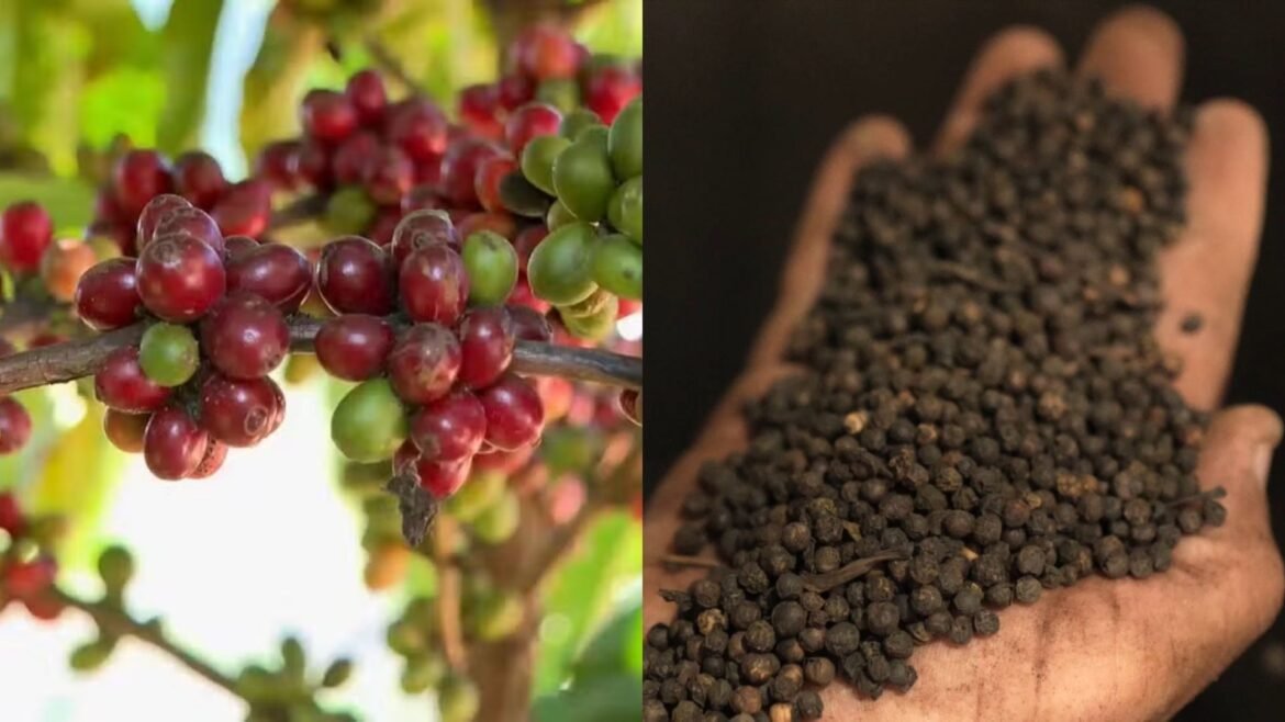 guerra-no-oriente-medio-prejudica-exportacoes-de-pimenta-e-cafe-do-es-|-g1