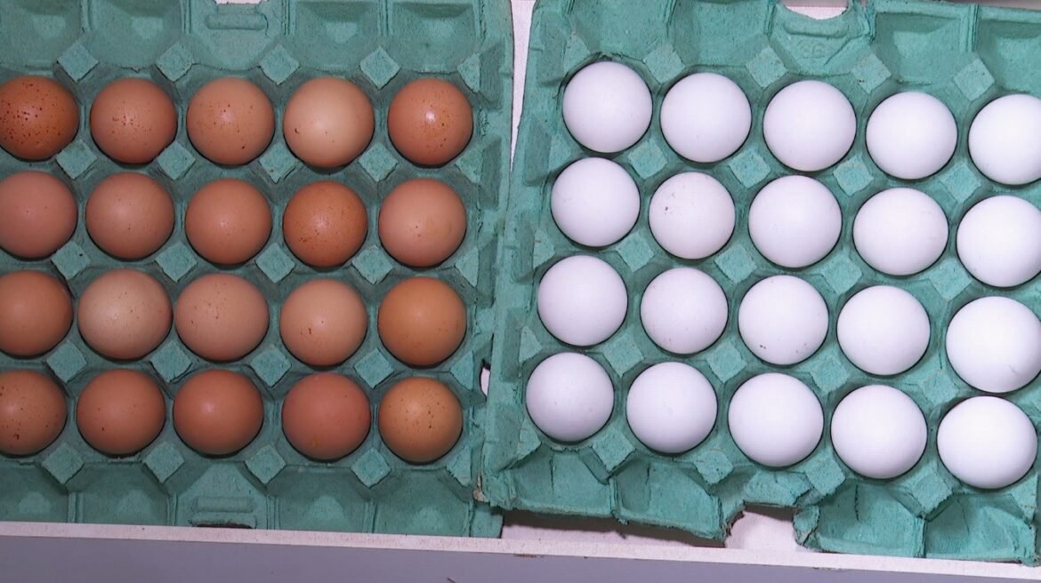 preco-comercial-dos-ovos-na-quaresma-e-o-menor-dos-ultimos-tres-anos-|-g1