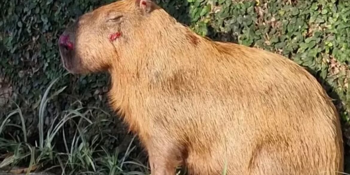 mprj-denuncia-agressores-de-capivara-na-ilha-do-governador-no-rio