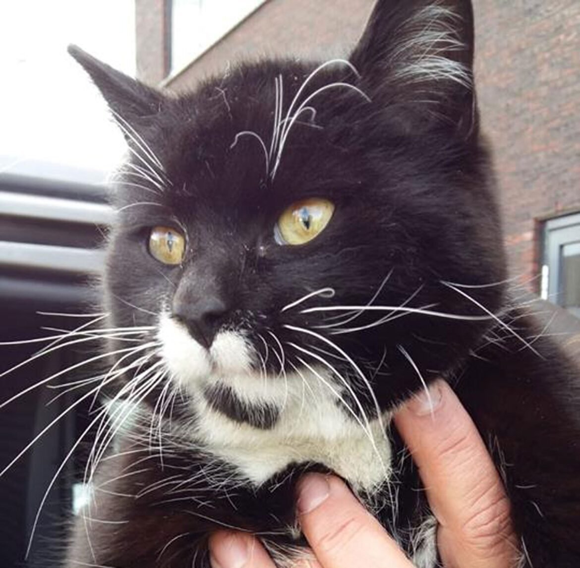 gato-‘pega-carona’-em-caminhao-e-viaja-quase-mil-quilometros-da-austria-a-holanda