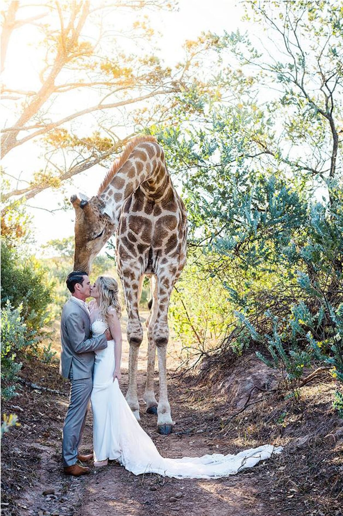girafa-faz-‘photobomb’-em-foto-de-casamento-na-africa-do-sul