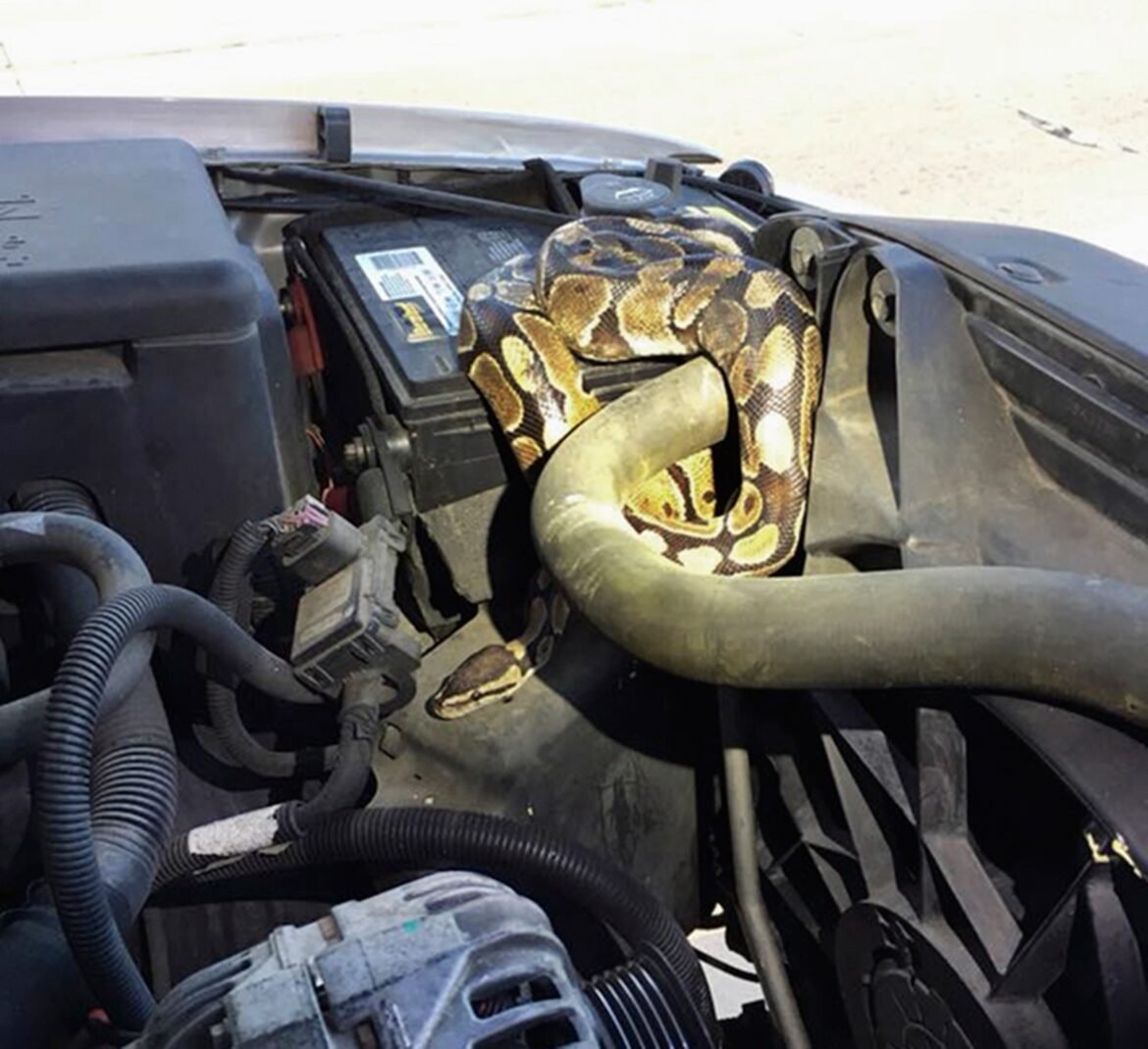cobra-e-retirada-de-motor-de-carro-nos-eua,-e-dono-do-animal-e-multado