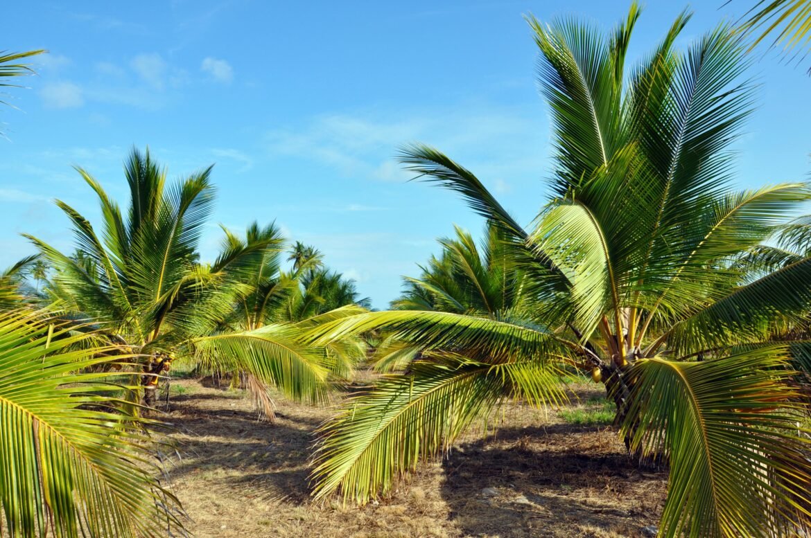 veja-dicas-sobre-o-plantio-de-coco-anao-|-g1