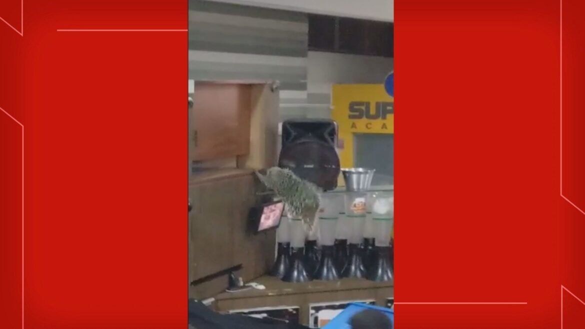 porco-espinho-aparece-em-quiosque-de-shopping-e-e-resgatado-pelos-bombeiros,-no-df