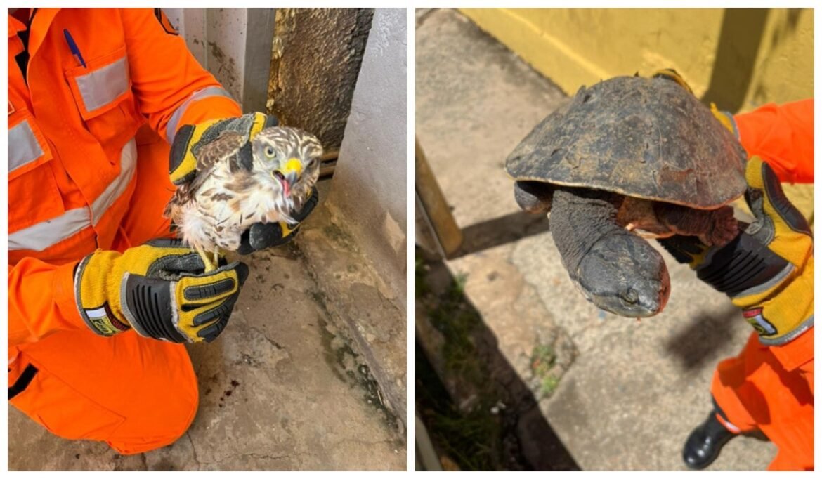gaviao,-cagado-e-duas-cobras-sao-resgatados-pelos-bombeiros-em-montes-claros