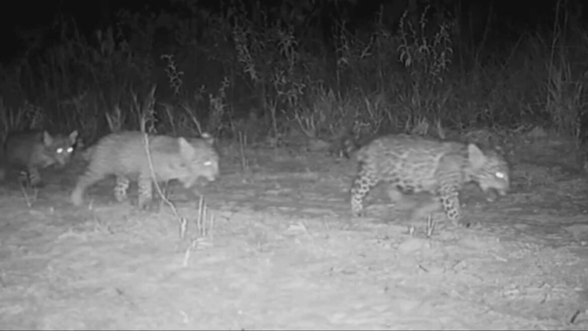 trigemeos-de-onca-pintada-em-mg-terao-nomes-escolhidos-por-votacao-popular