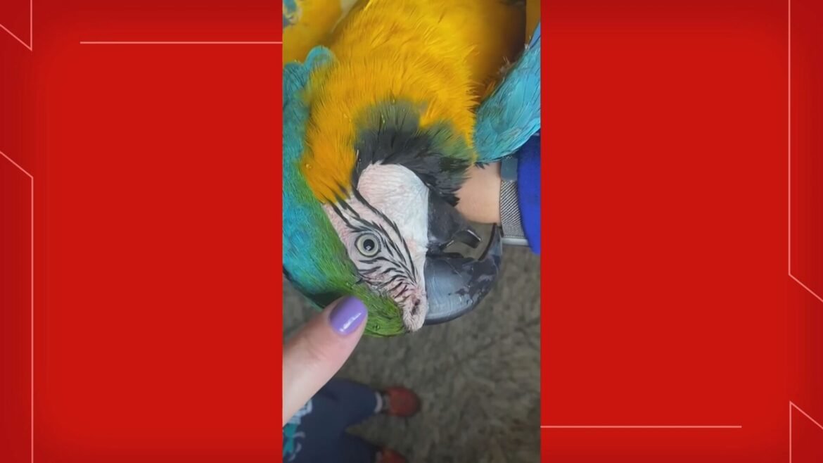 arara-rio,-conhecida-no-df-por-voar-entre-os-carros,-e-atropelada-por-caminhao