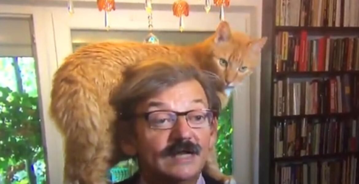 gato-‘rouba-a-cena’-durante-entrevista-ao-vivo-em-tv-holandesa