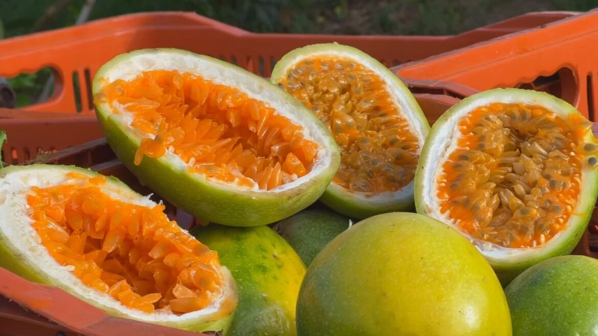 safra-de-maracuja-em-sp-enfrenta-preco-baixo;-produtores-inovam-|-g1