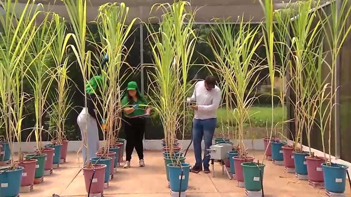 videos:-inter-tv-rural-deste-domingo,-12-de-abril-de-2026