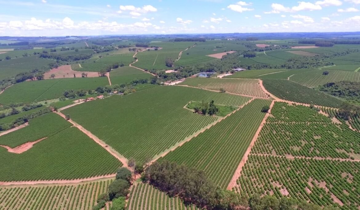 entenda-como-usp-piracicaba-apura-principal-indicador-do-preco-do-cafe-|-g1