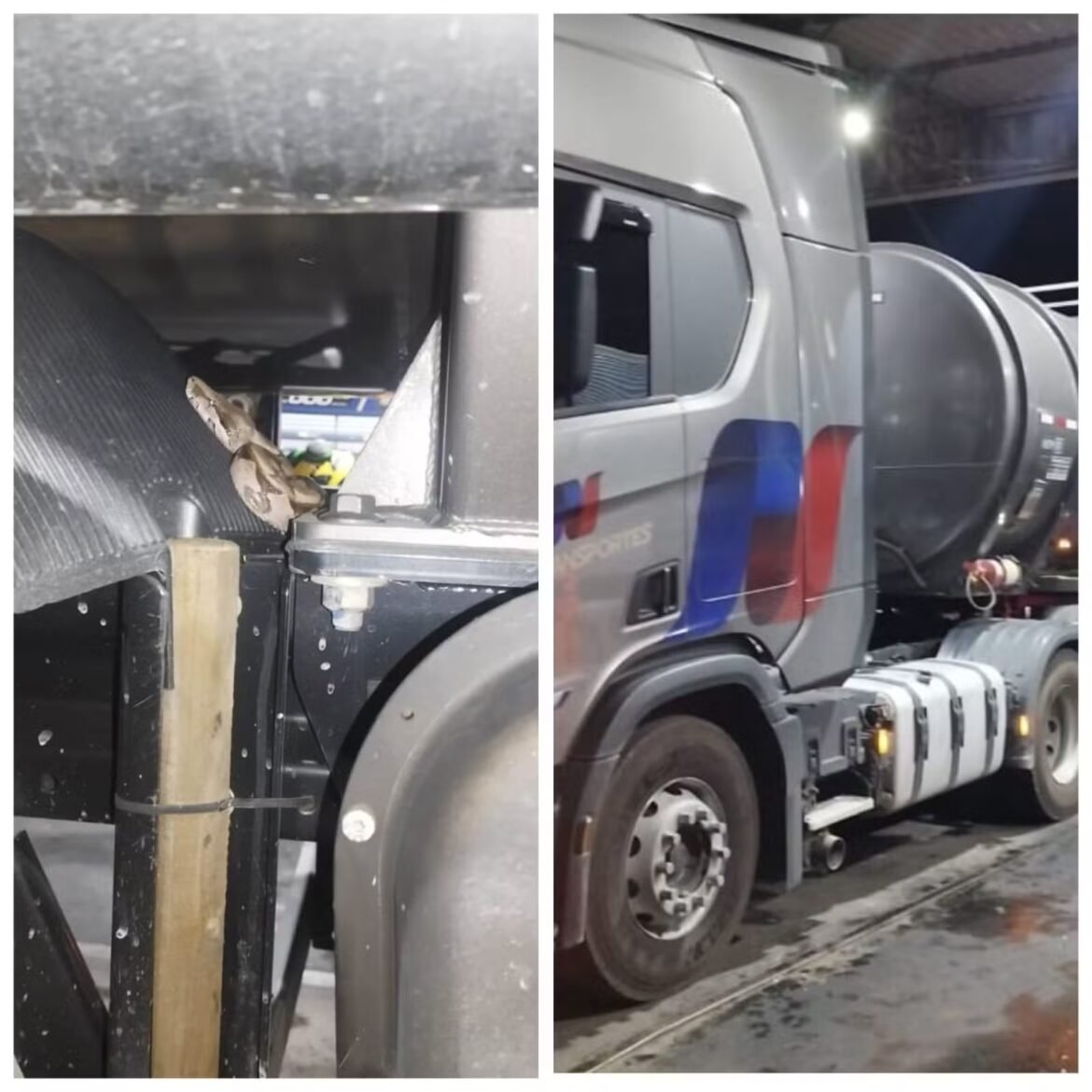 bombeiros-capturam-cobra-em-caminhao-tanque-em-posto-de-combustiveis;-video