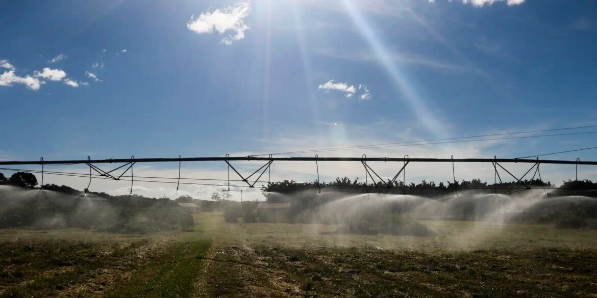 ameaca-sobre-especies-dependentes-do-solo-e-desconhecida,-diz-estudo