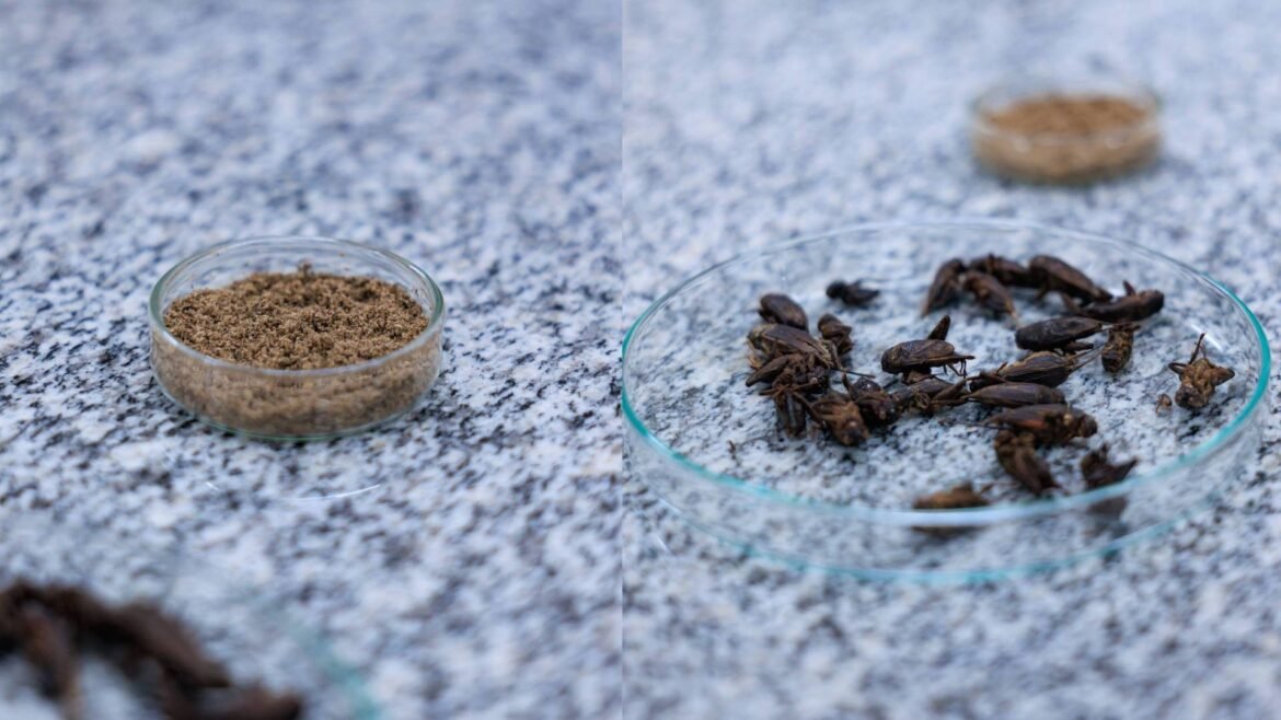 farinha-de-grilo-e-novo-‘whey’?-proteina-do-inseto-tem-alto-valor-nutricional,-mas-nao-e-regulamentada-no-brasil;-veja-barreiras